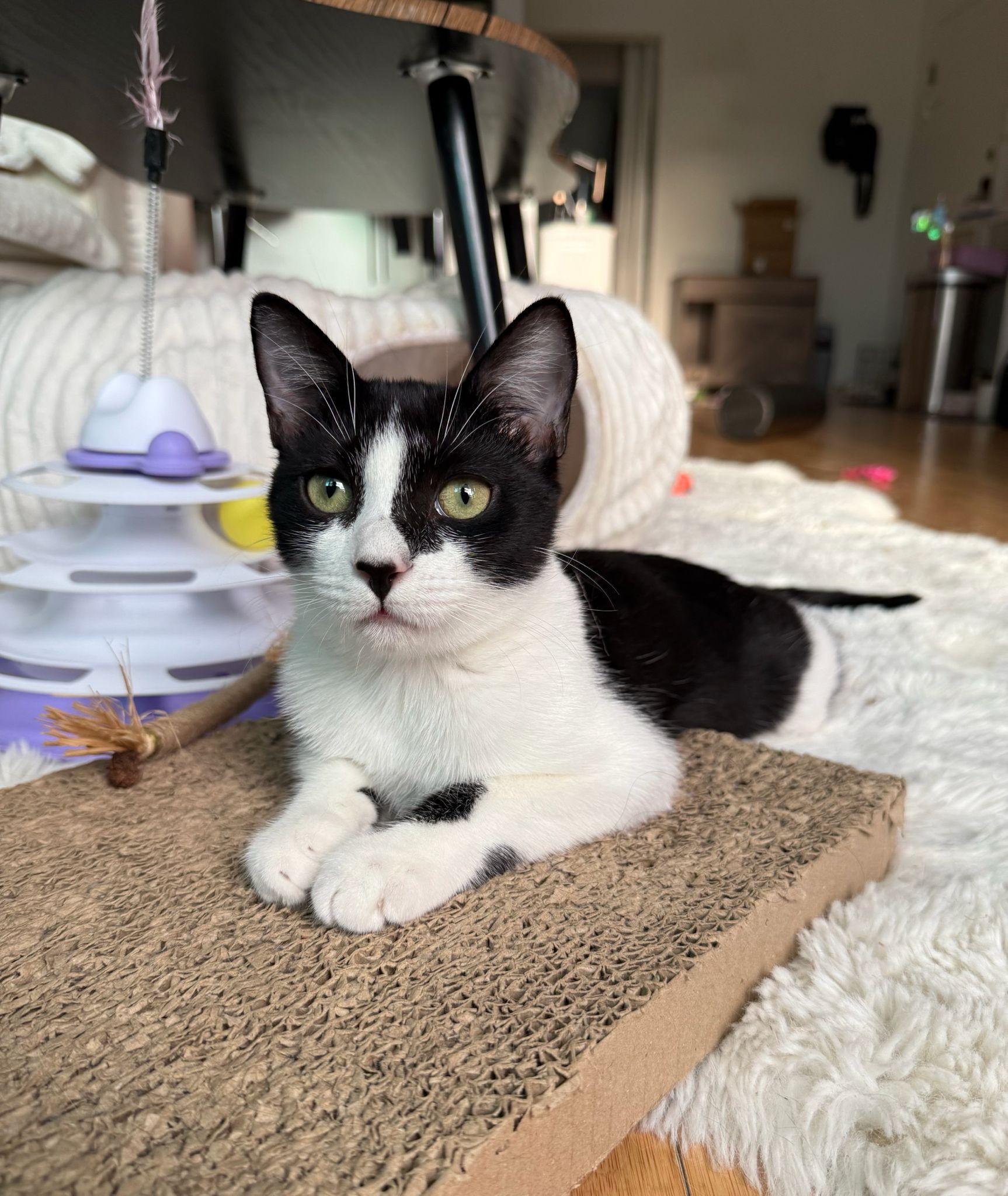 Enlarge Minnie, a ADOPTABLE Domestic Short Hair in Miami Beach, FL image 6/6