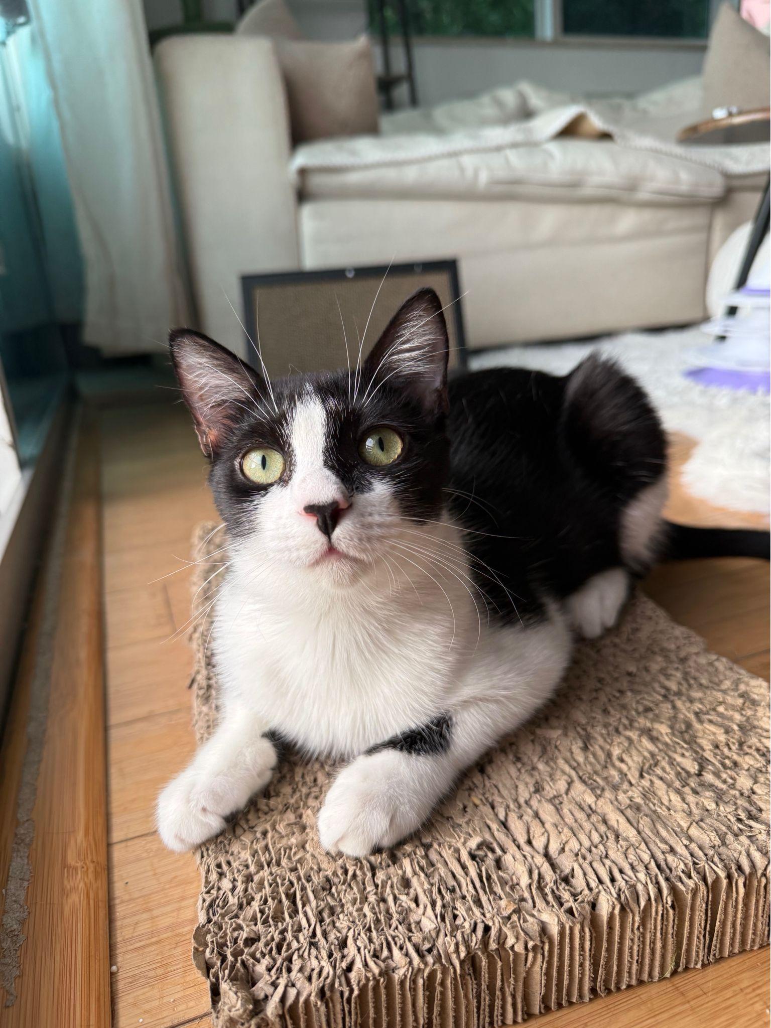 Enlarge Minnie, a ADOPTABLE Domestic Short Hair in Miami Beach, FL image 5/6