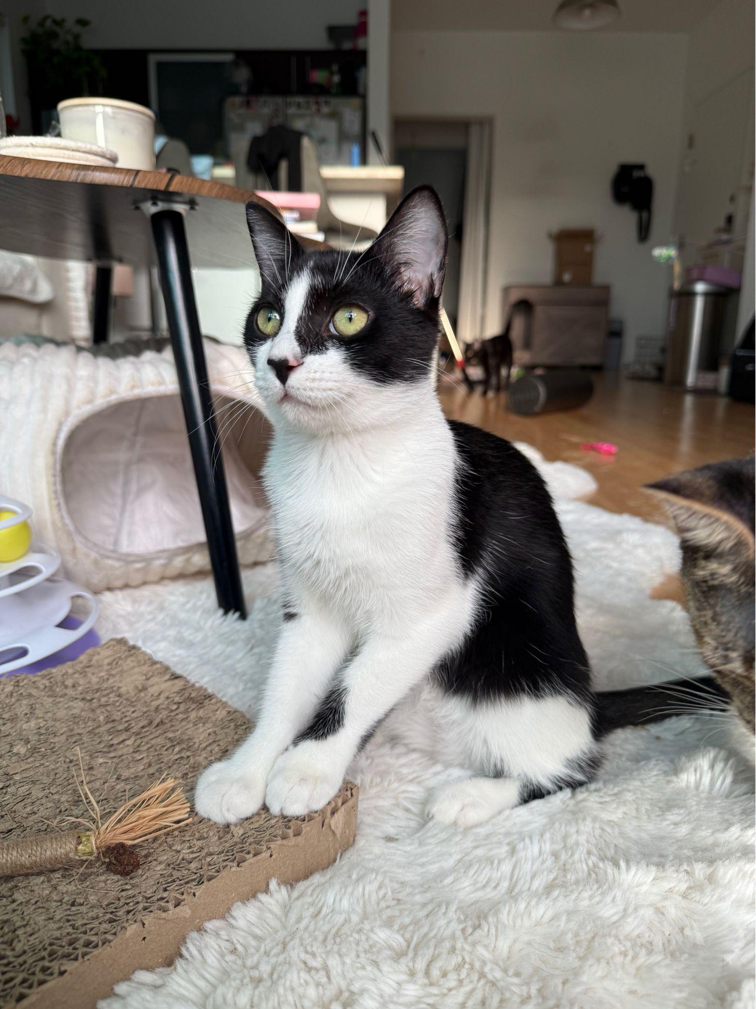 Enlarge Minnie, a ADOPTABLE Domestic Short Hair in Miami Beach, FL image 4/6