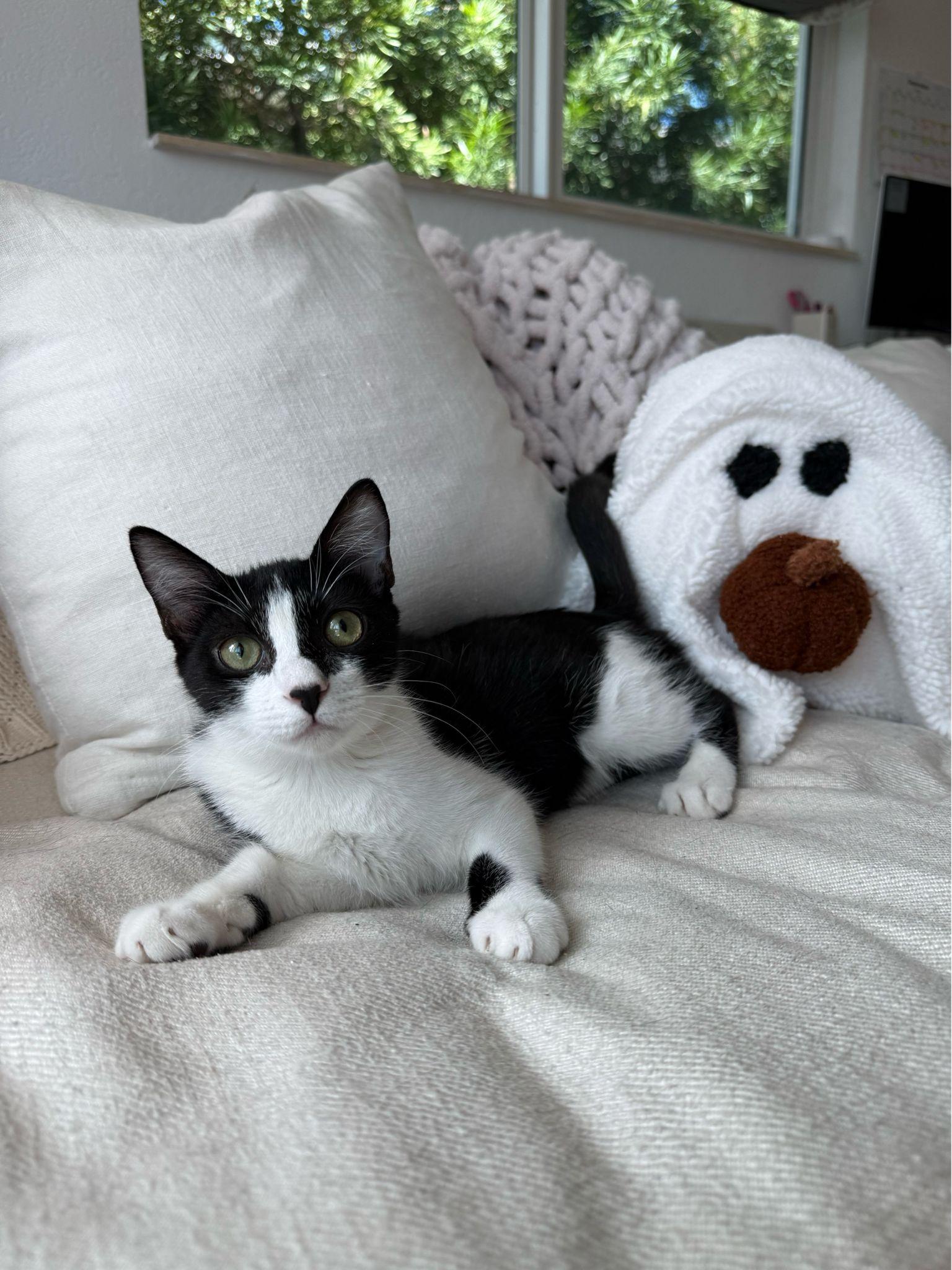 Minnie, ADOPTABLE, Kitten Female Domestic Short Hair.