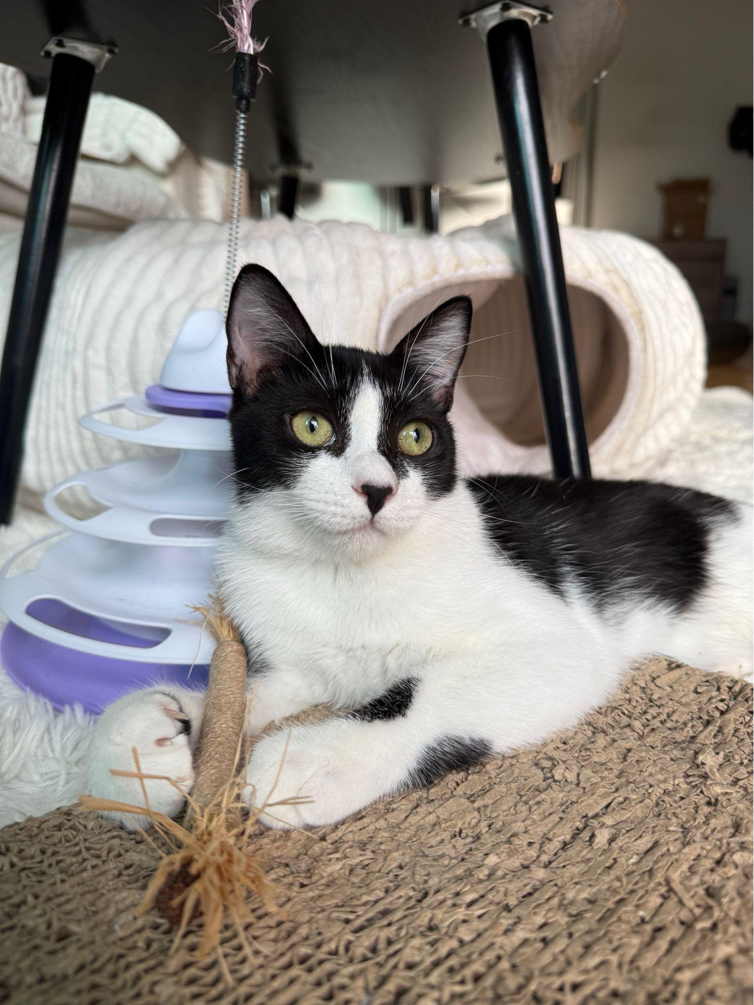 Enlarge Minnie, a ADOPTABLE Domestic Short Hair in Miami Beach, FL image 3/6