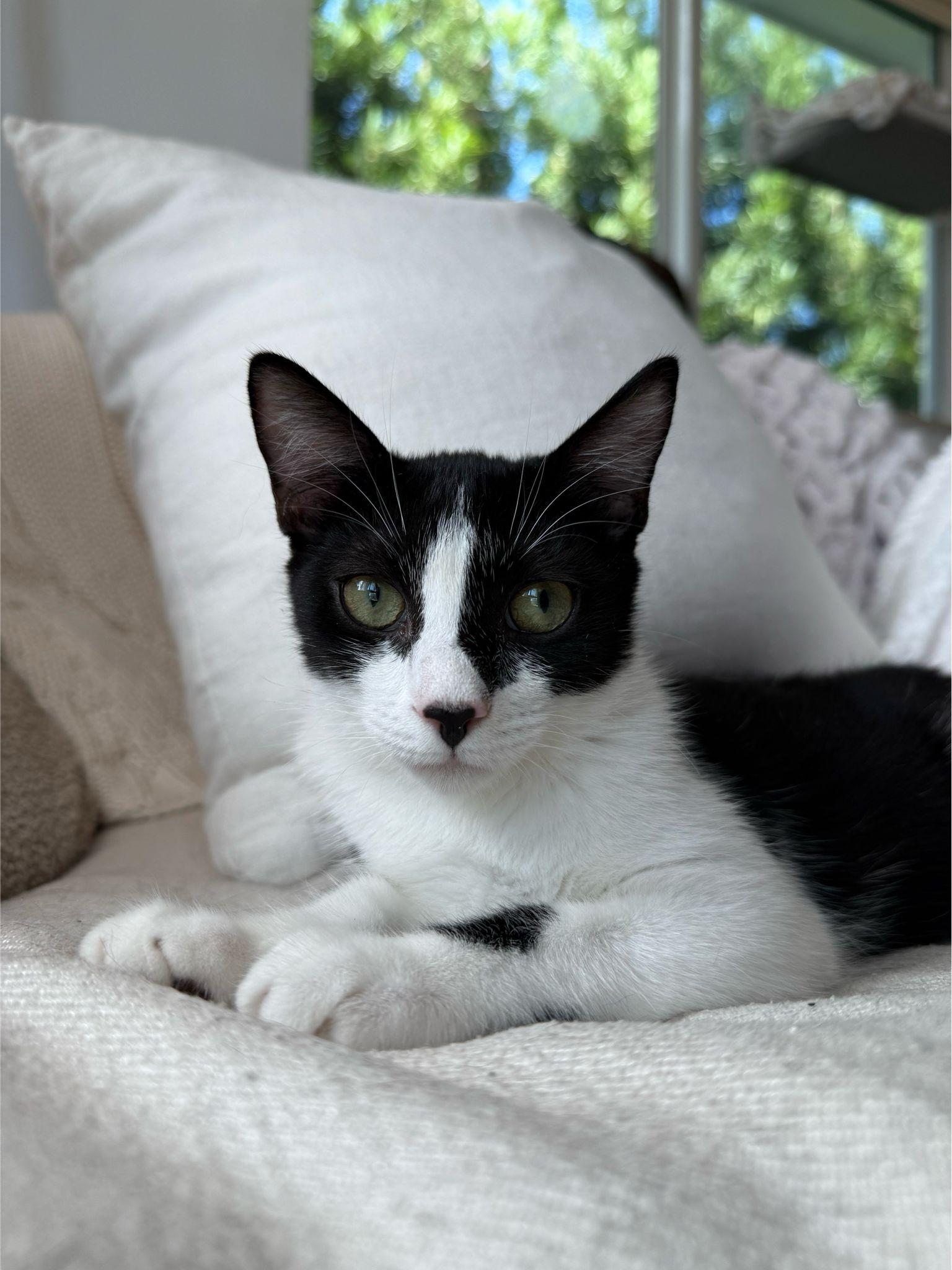 Enlarge Minnie, a ADOPTABLE Domestic Short Hair in Miami Beach, FL image 2/6