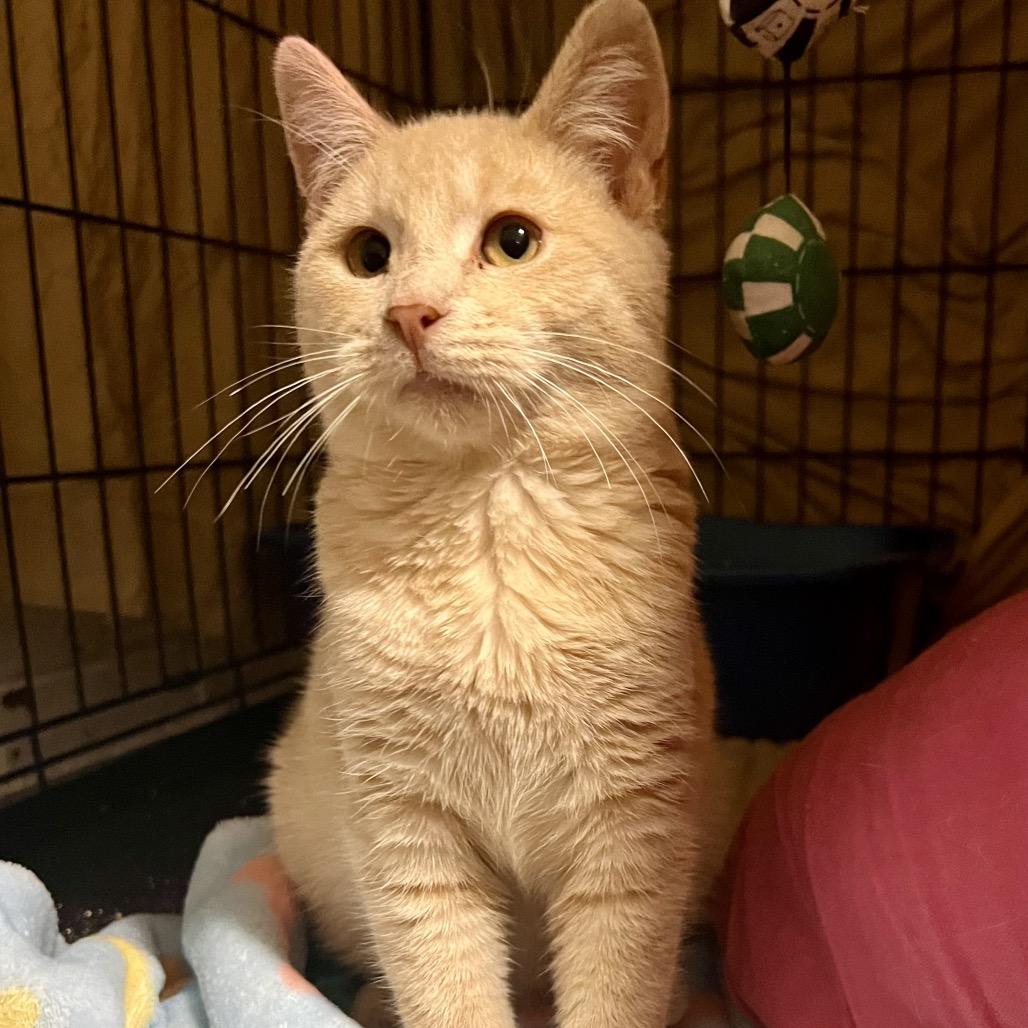 Nice Guy Jones, Adoptable, Kitten Male Domestic Short Hair.