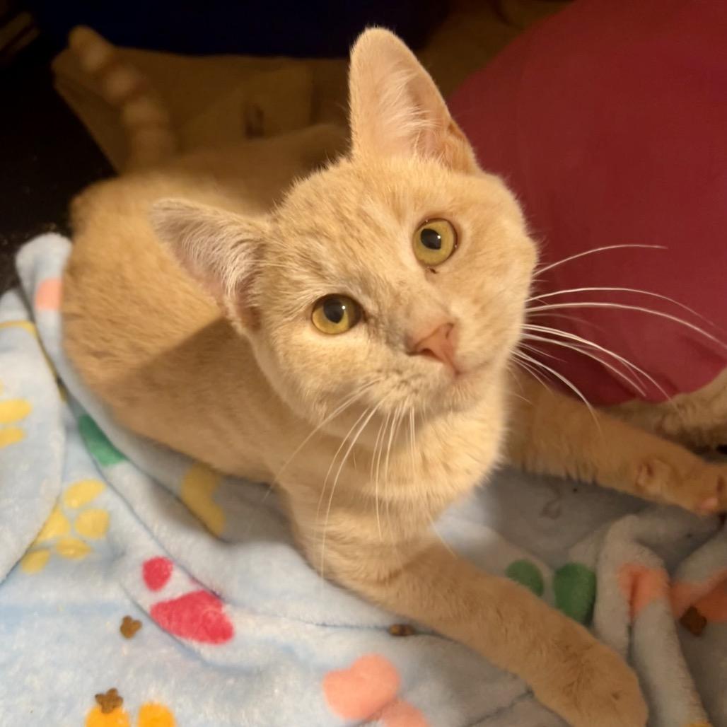 Enlarge Nice Guy Jones, a Adoptable Domestic Short Hair in Mount Laurel, NJ image 3/6