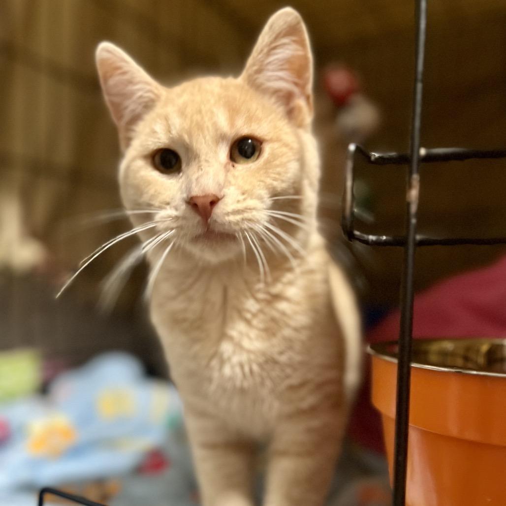 Enlarge Nice Guy Jones, a Adoptable Domestic Short Hair in Mount Laurel, NJ image 4/6