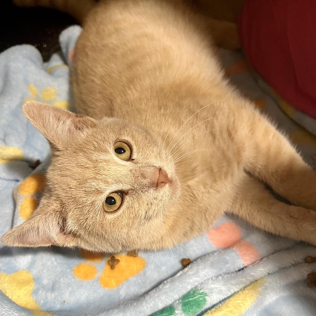 Enlarge Nice Guy Jones, a Adoptable Domestic Short Hair in Mount Laurel, NJ image 5/6