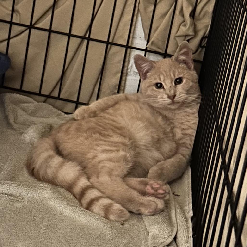 Enlarge Nice Guy Jones, a Adoptable Domestic Short Hair in Mount Laurel, NJ image 6/6