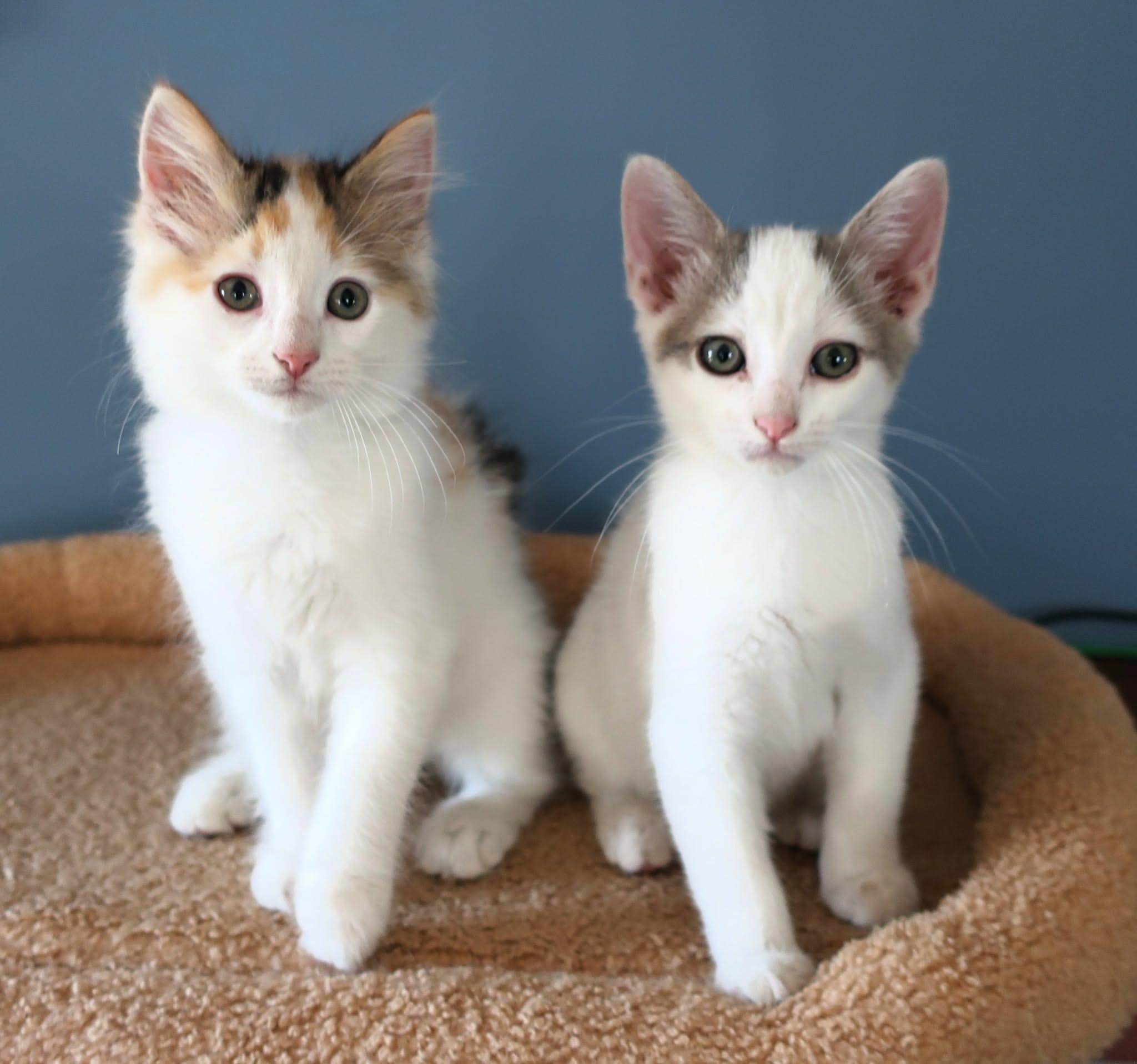 Meishan and Jaixing, adopted, Kitten Female Domestic Medium Hair.