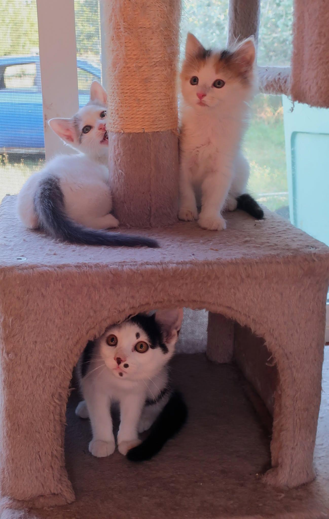 Meishan and Jaixing, an adopted Domestic Medium Hair in Hamilton, MI image 5/5