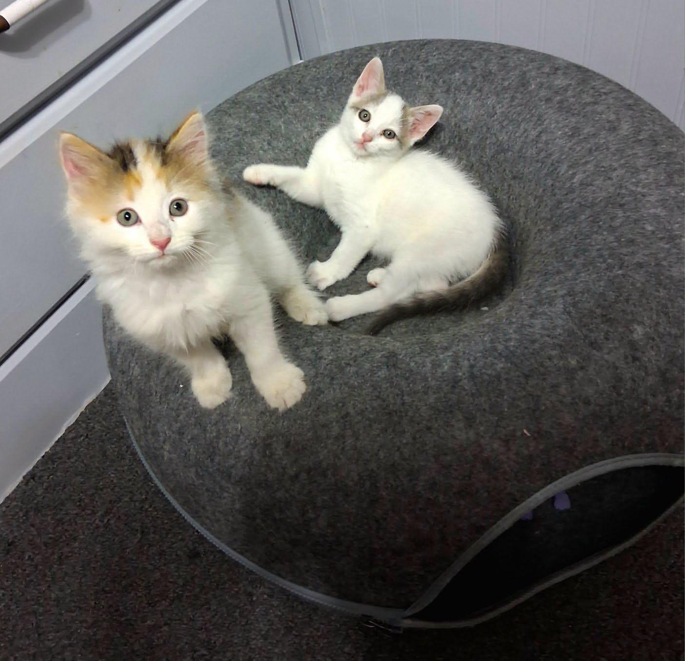 Meishan and Jaixing, an adopted Domestic Medium Hair in Hamilton, MI image 2/5