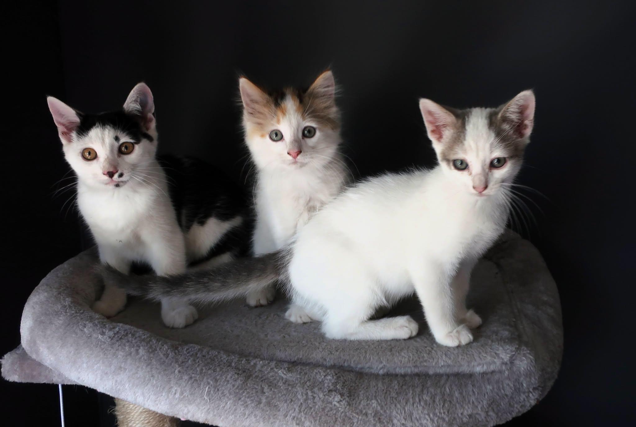 Meishan and Jaixing, an adopted Domestic Medium Hair in Hamilton, MI image 4/5