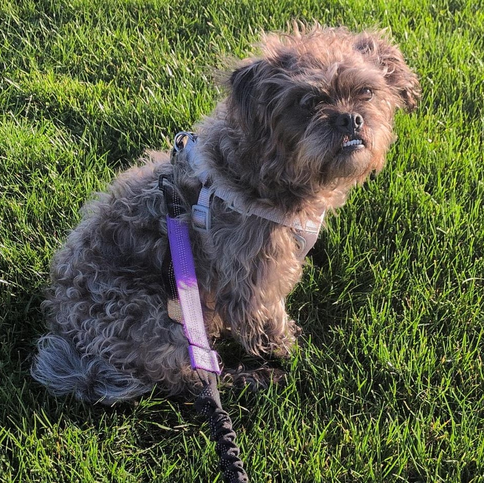 Enlarge Wizard, an adopted mixed breed in Covington, WA image 1/6