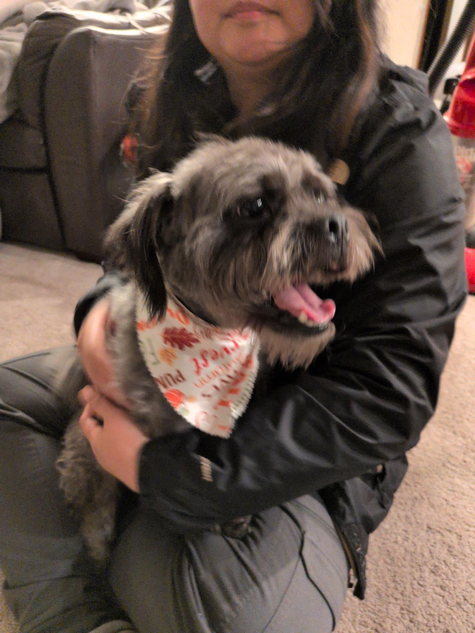 Enlarge Wizard, a Adoptable mixed breed in Covington, WA image 6/6