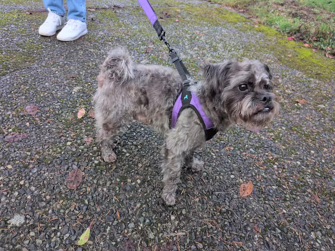 Enlarge Wizard, a Adoptable mixed breed in Covington, WA image 5/6