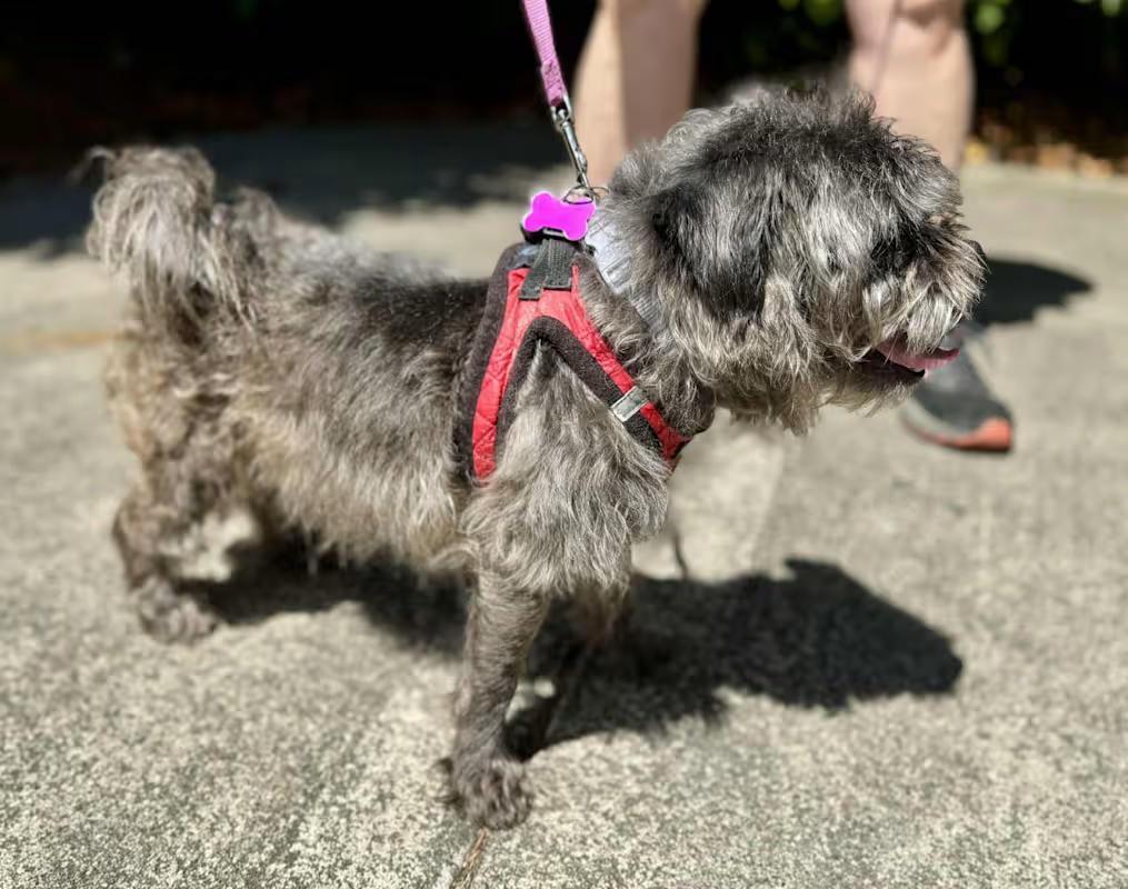 Enlarge Wizard, a Adoptable mixed breed in Covington, WA image 4/6