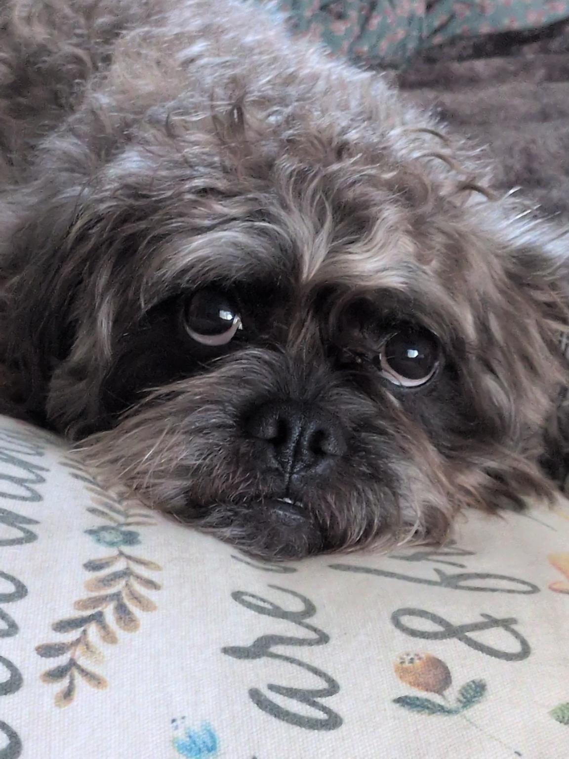 Wizard, Adoptable, Adult Male Shih Tzu & Poodle.