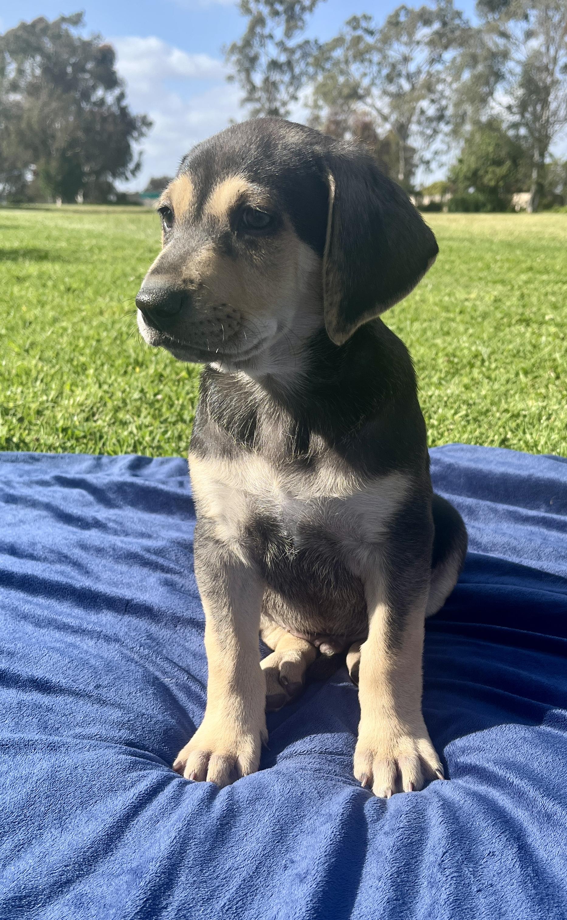 Mac, adopted, Puppy Male Chocolate Labrador Retriever.