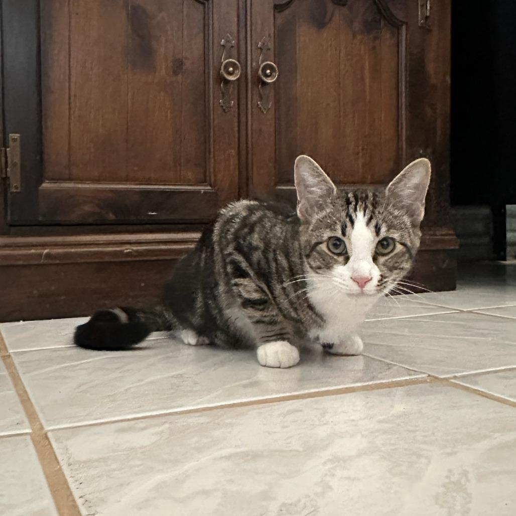 Fred, Adoptable, Young Male Domestic Short Hair.