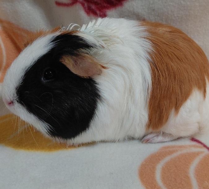 Enlarge Ember, an adopted Guinea Pig in Cincinnati, OH image 3/3