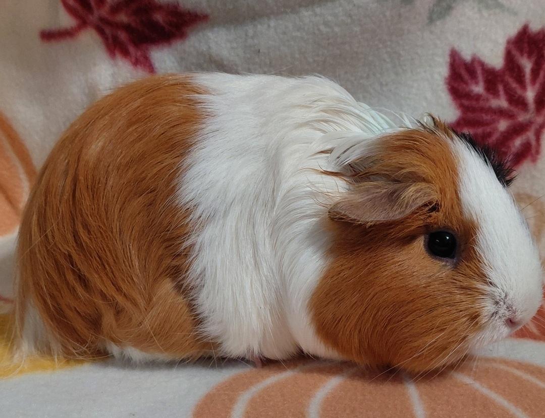 Enlarge Ember, an adopted Guinea Pig in Cincinnati, OH image 2/3
