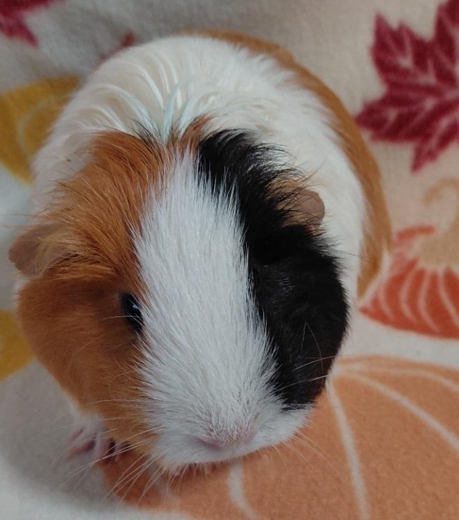 Ember, adopted, Adult Female Guinea Pig.