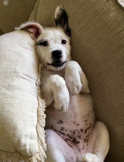 Enlarge Snoopy, a ADOPTABLE mixed breed in Kannapolis, NC image 1/3