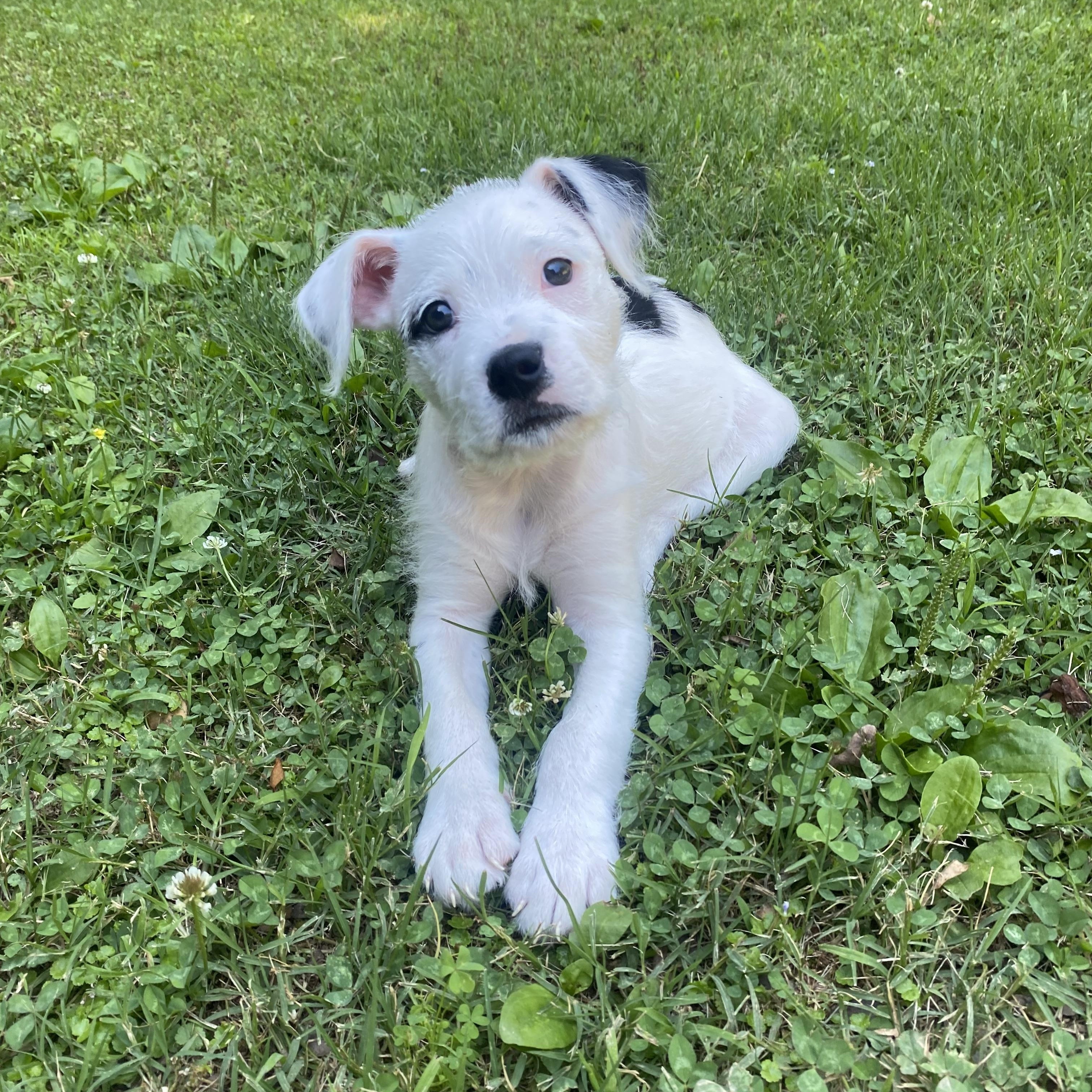 Enlarge Snoopy, a ADOPTABLE mixed breed in Kannapolis, NC image 2/3