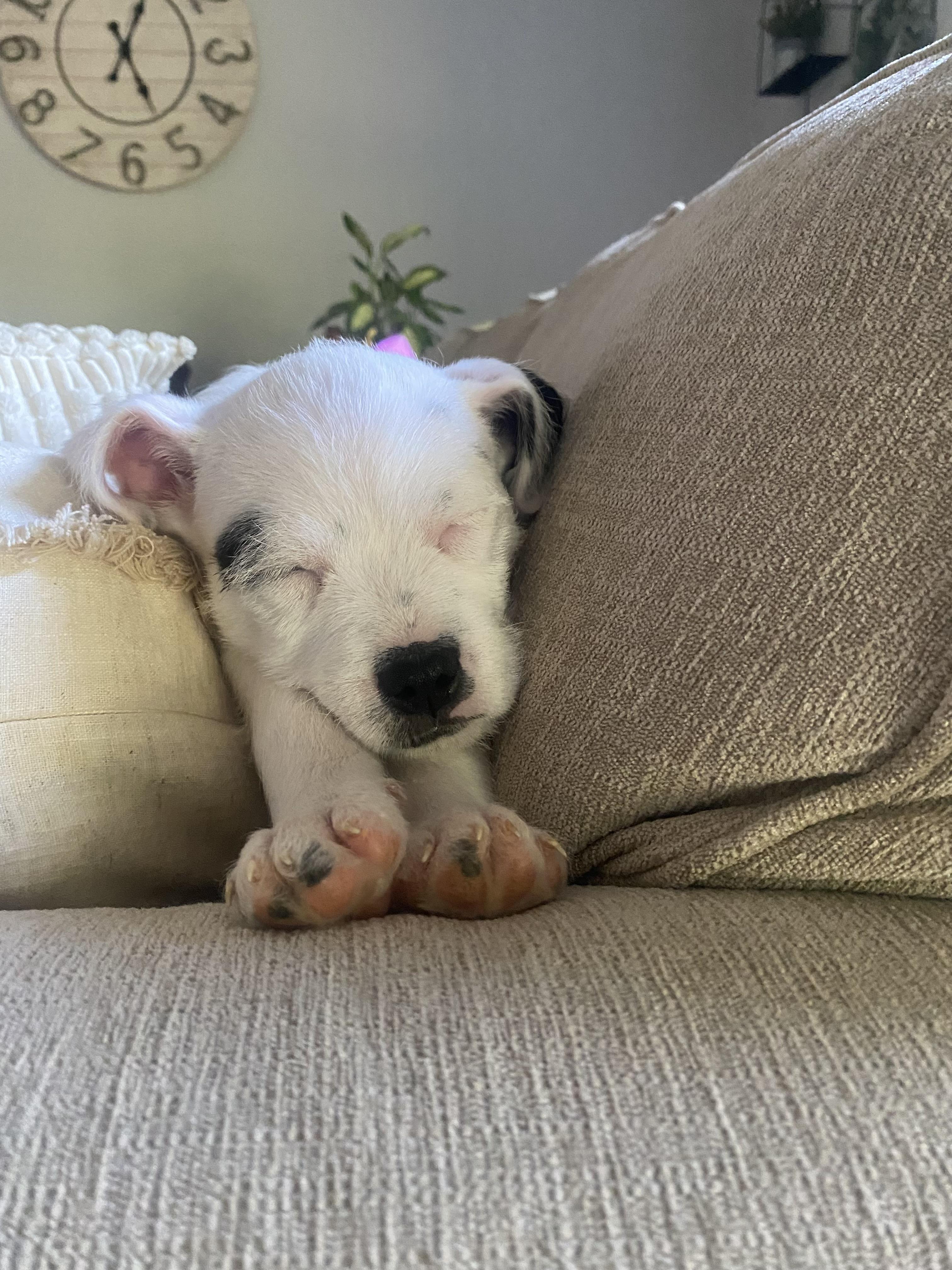 Enlarge Snoopy, a ADOPTABLE mixed breed in Kannapolis, NC image 3/3