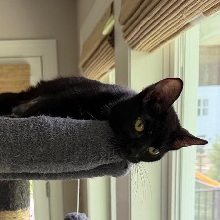 Enlarge Tabitha, a Adoptable Domestic Short Hair in Chaska, MN image 1/4