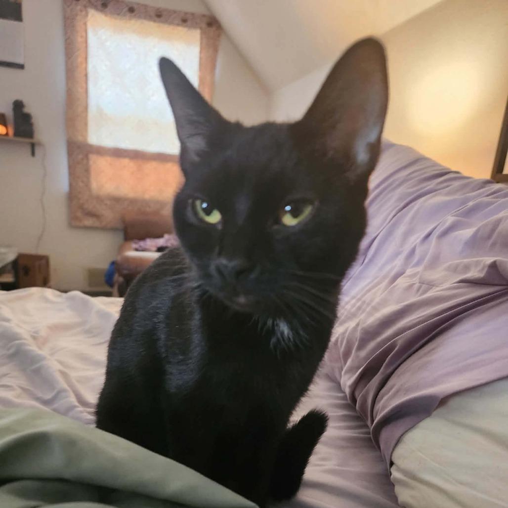 Tabitha, Adoptable, Adult Female Domestic Short Hair.