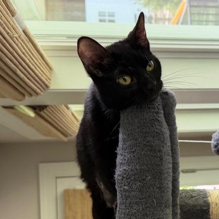 Enlarge Tabitha, a Adoptable Domestic Short Hair in Chaska, MN image 2/4