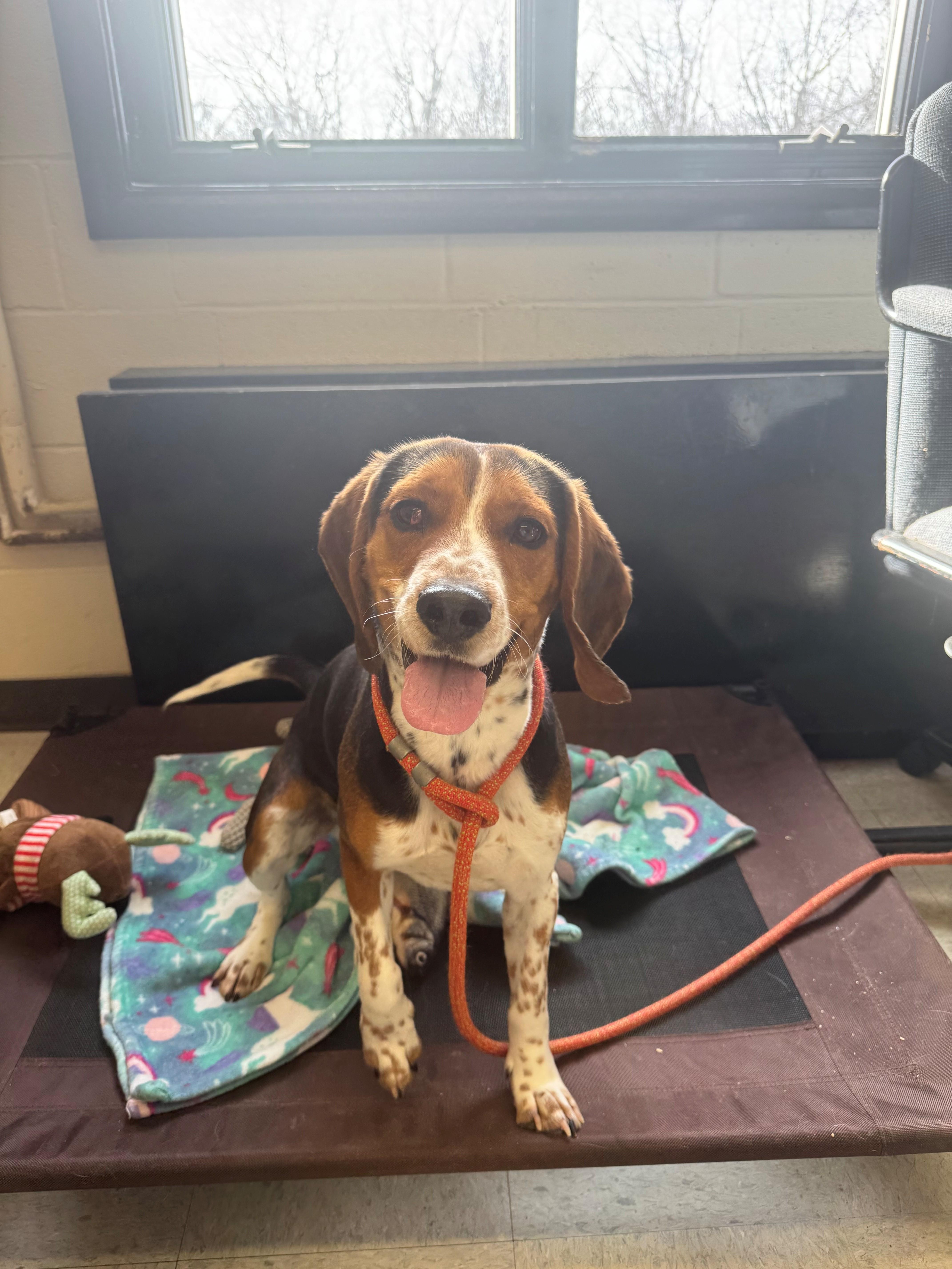 Enlarge Flint, a ADOPTABLE Beagle in Oakland, MD image 3/4