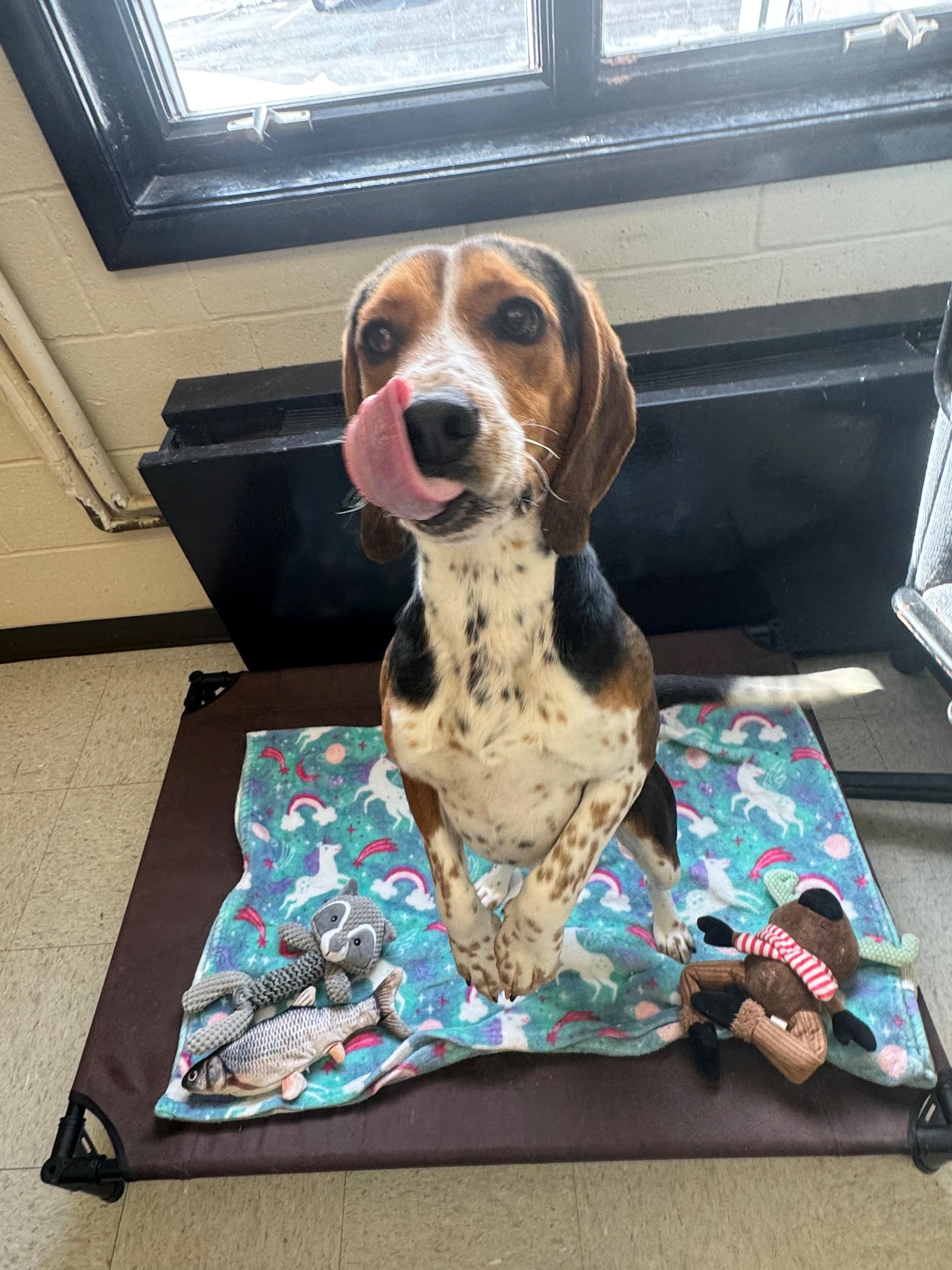Enlarge Flint, a ADOPTABLE Beagle in Oakland, MD image 1/4