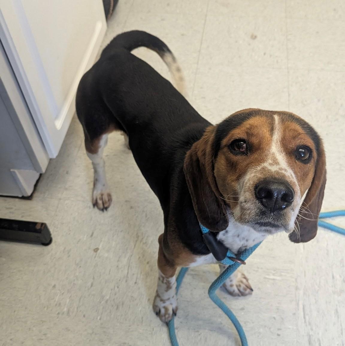 Enlarge Flint, a ADOPTABLE Beagle in Oakland, MD image 4/4