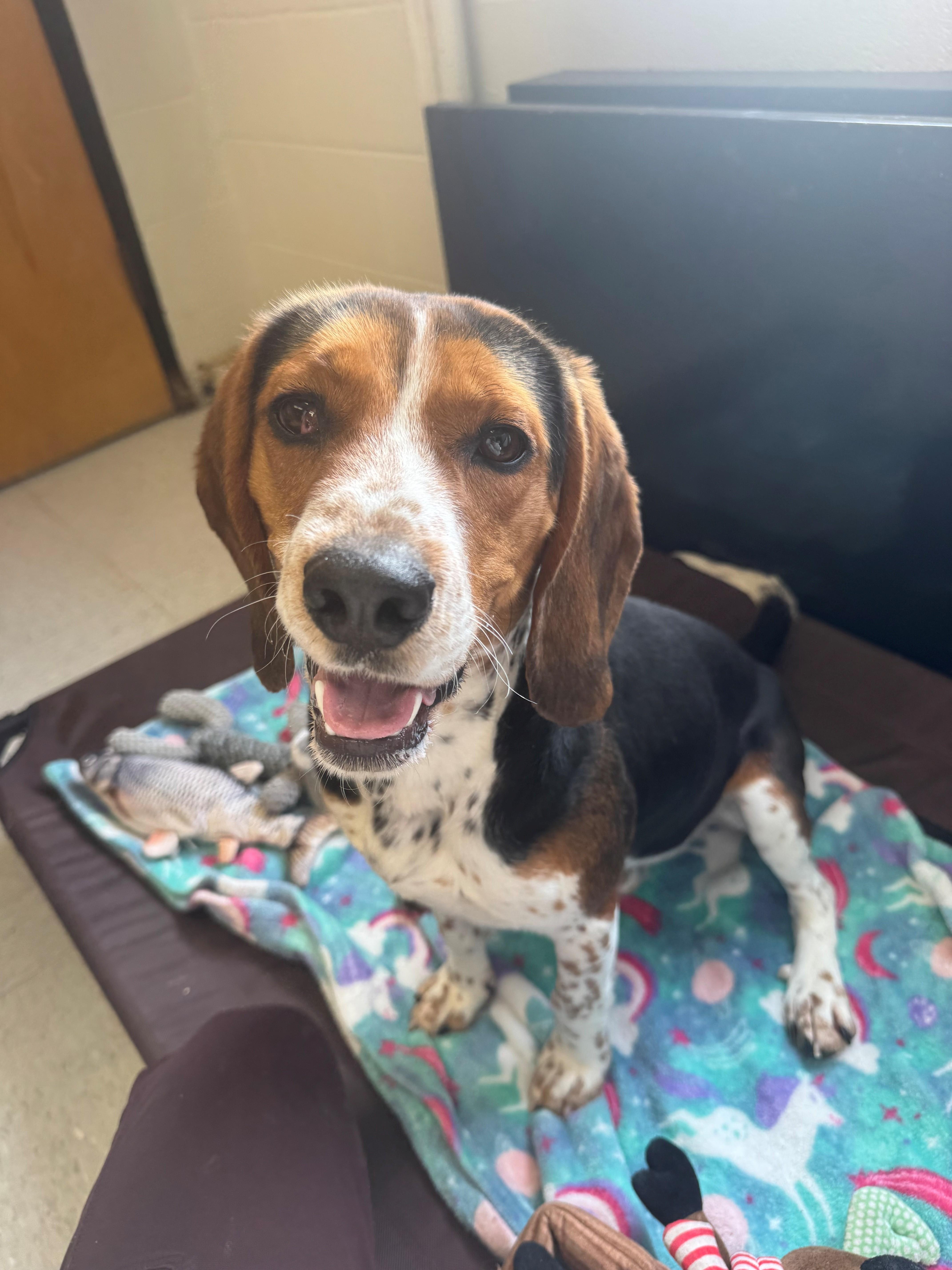 Enlarge Flint, a ADOPTABLE Beagle in Oakland, MD image 2/4