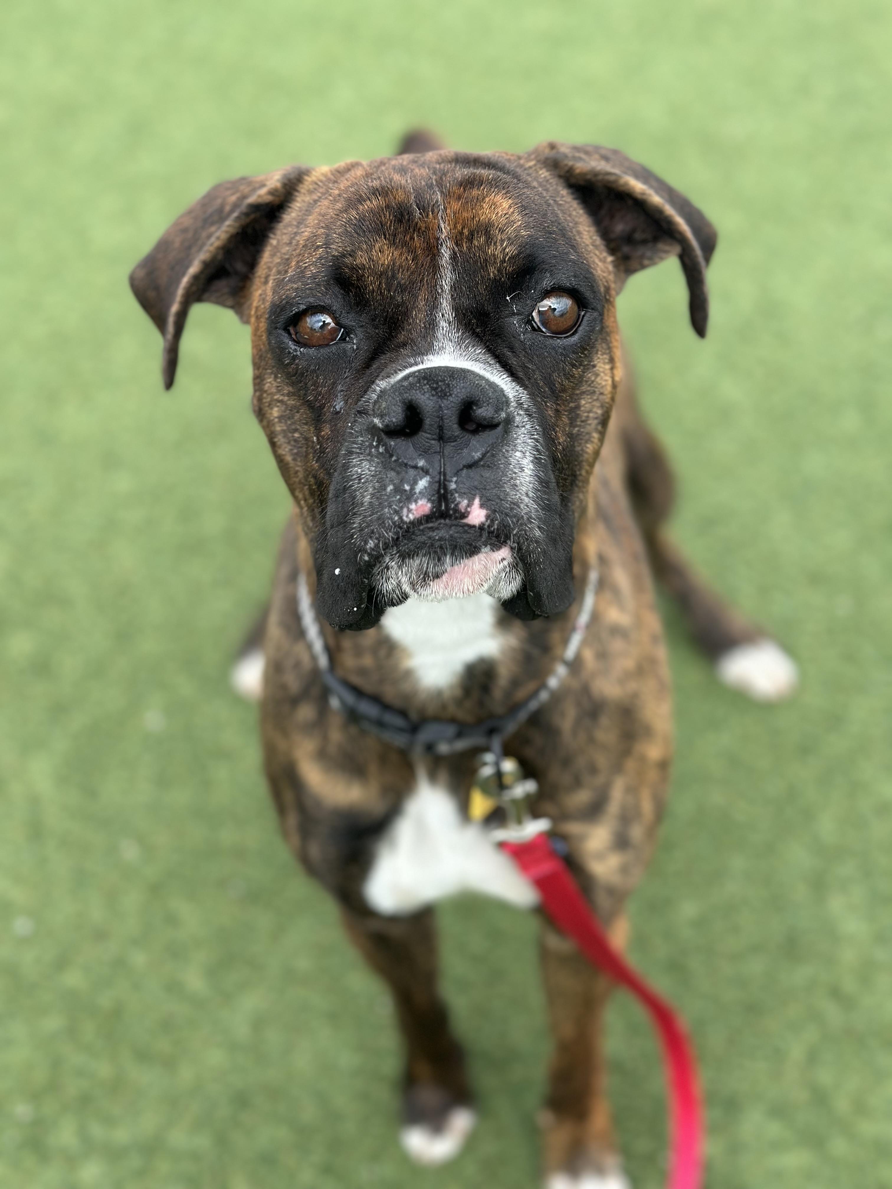 Riley, an adopted mixed breed in Cleveland, OH image 4/5