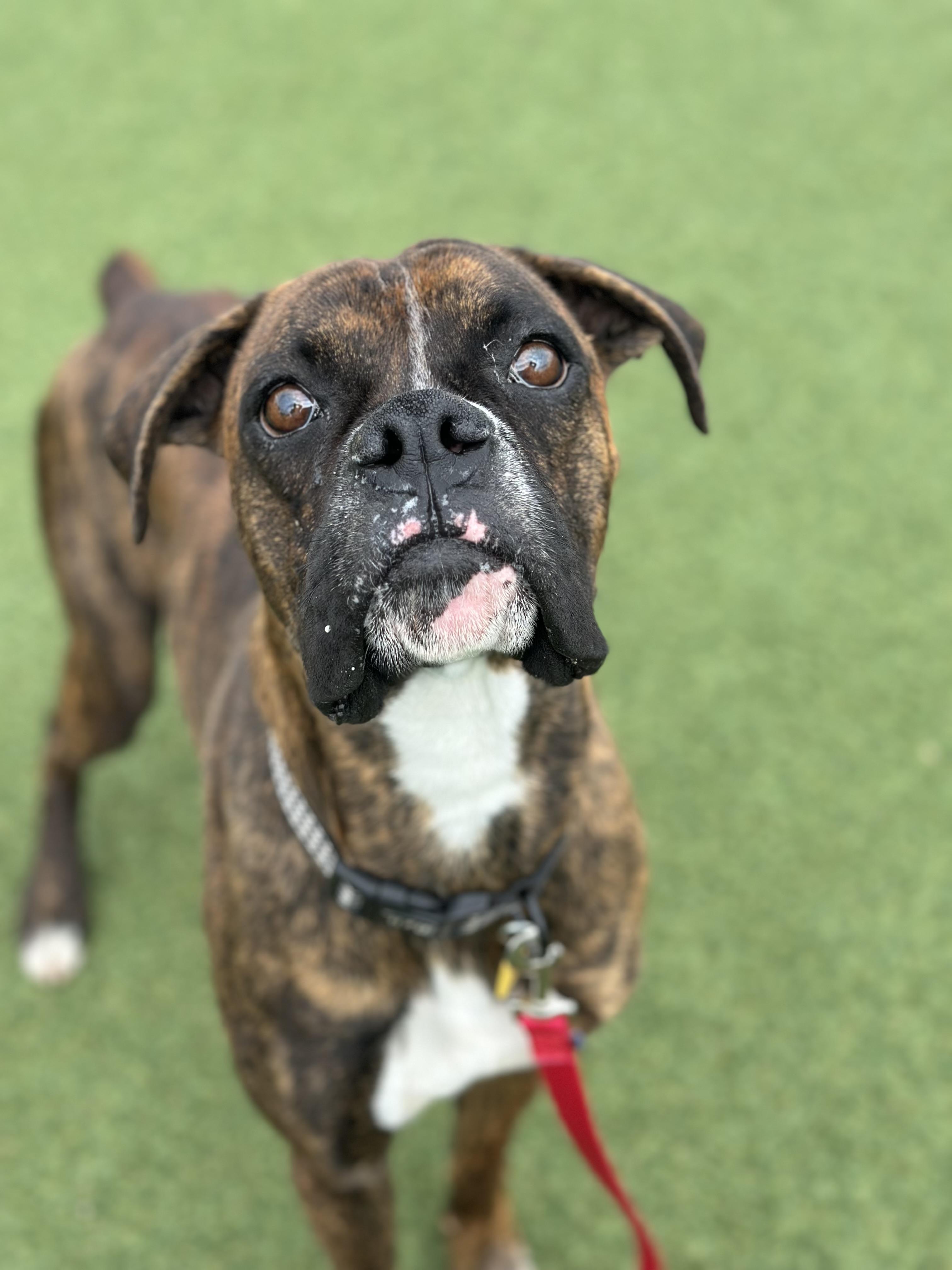 Riley, an adopted mixed breed in Cleveland, OH image 3/5