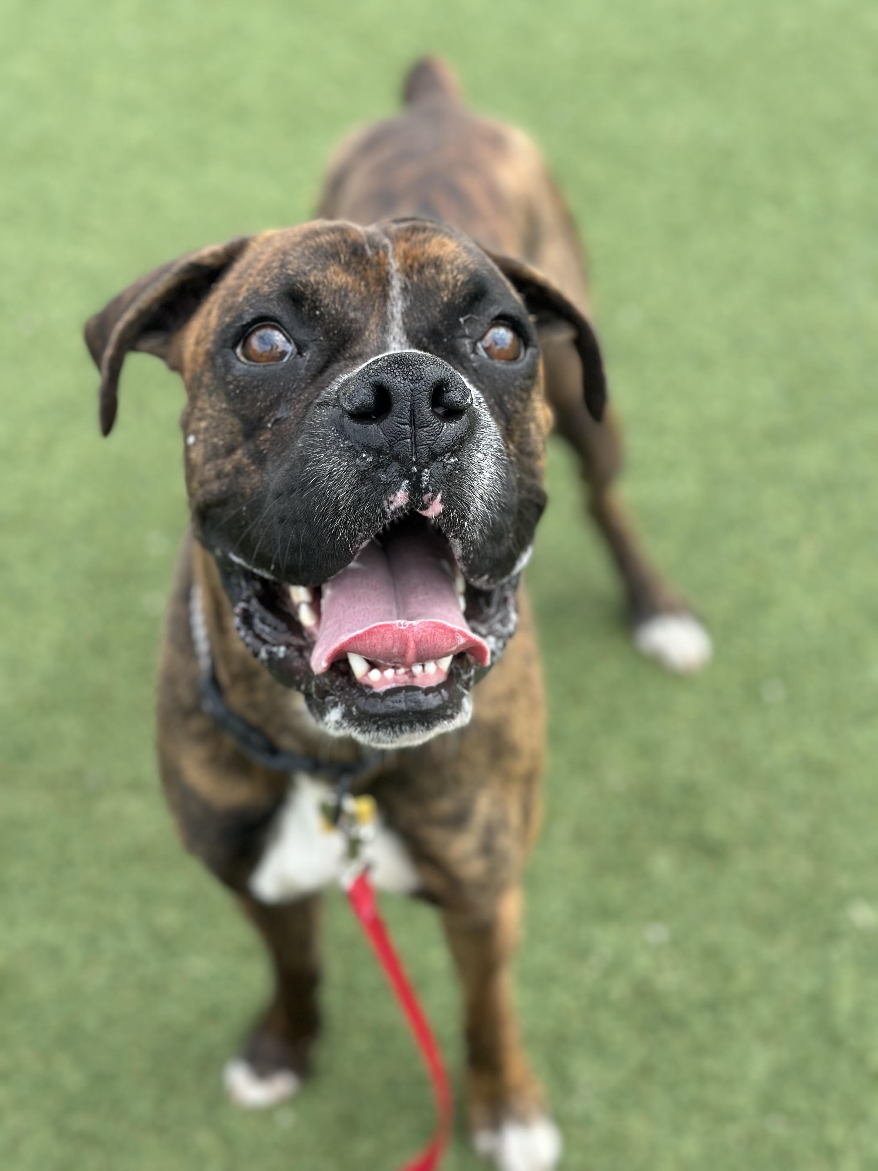 Riley, an adopted mixed breed in Cleveland, OH image 1/5