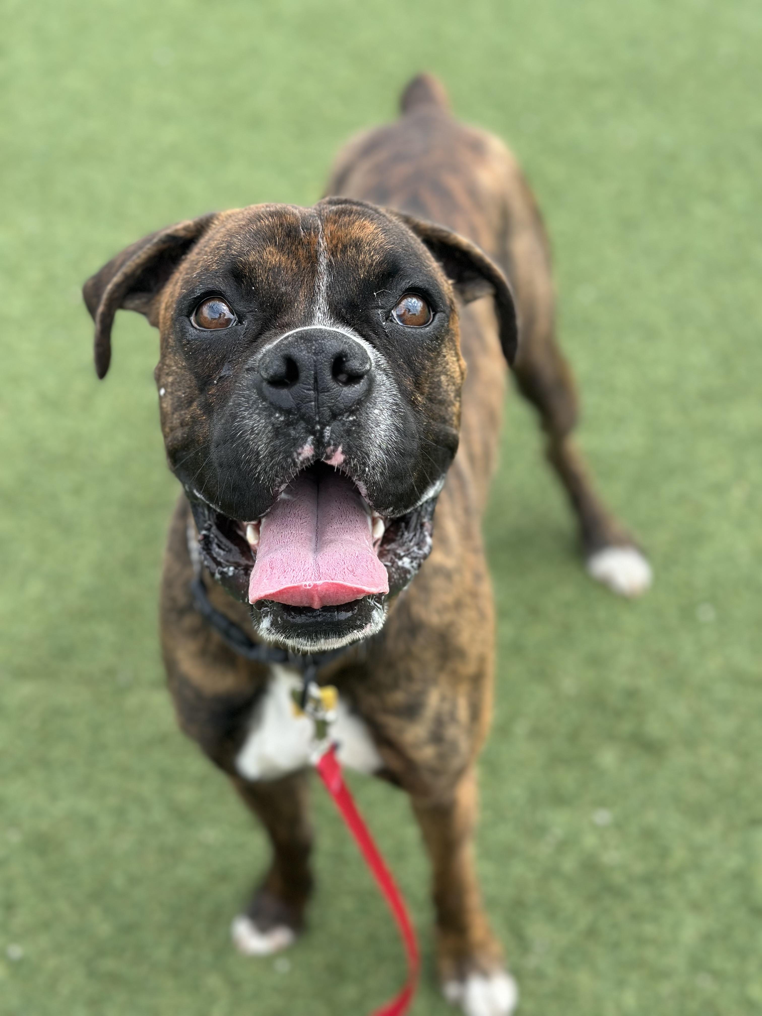 Riley, an adopted mixed breed in Cleveland, OH image 5/5