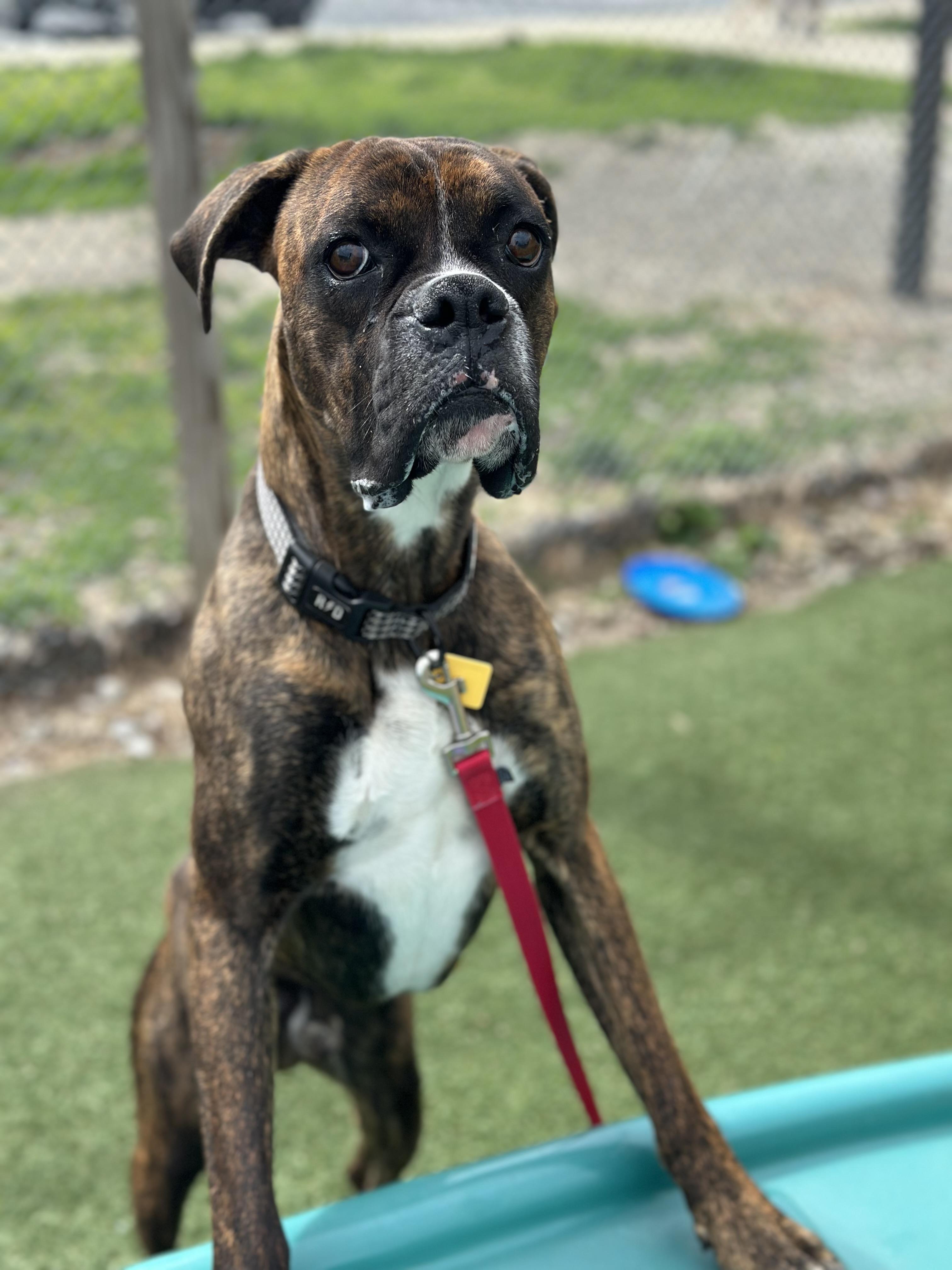 Riley, an adopted mixed breed in Cleveland, OH image 2/5