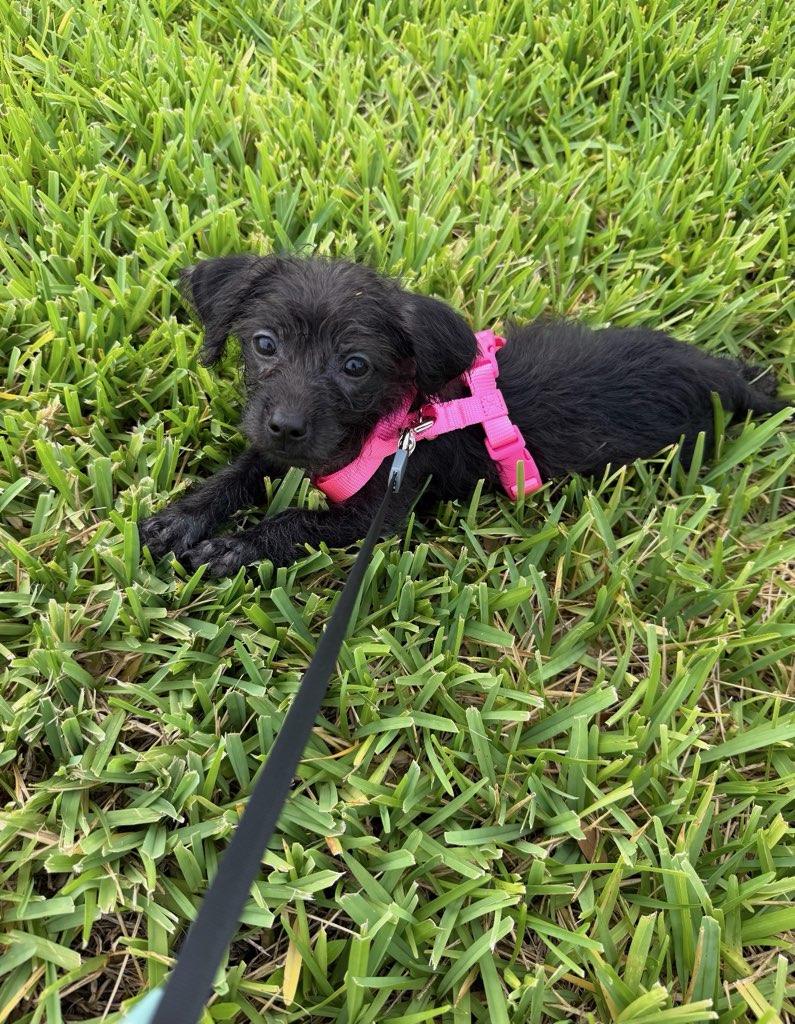 Penelope, ADOPTABLE, Puppy Female Maltese.
