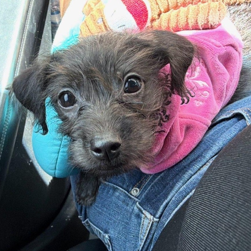 Penelope, a ADOPTABLE mixed breed in Sarasota, FL image 2/3