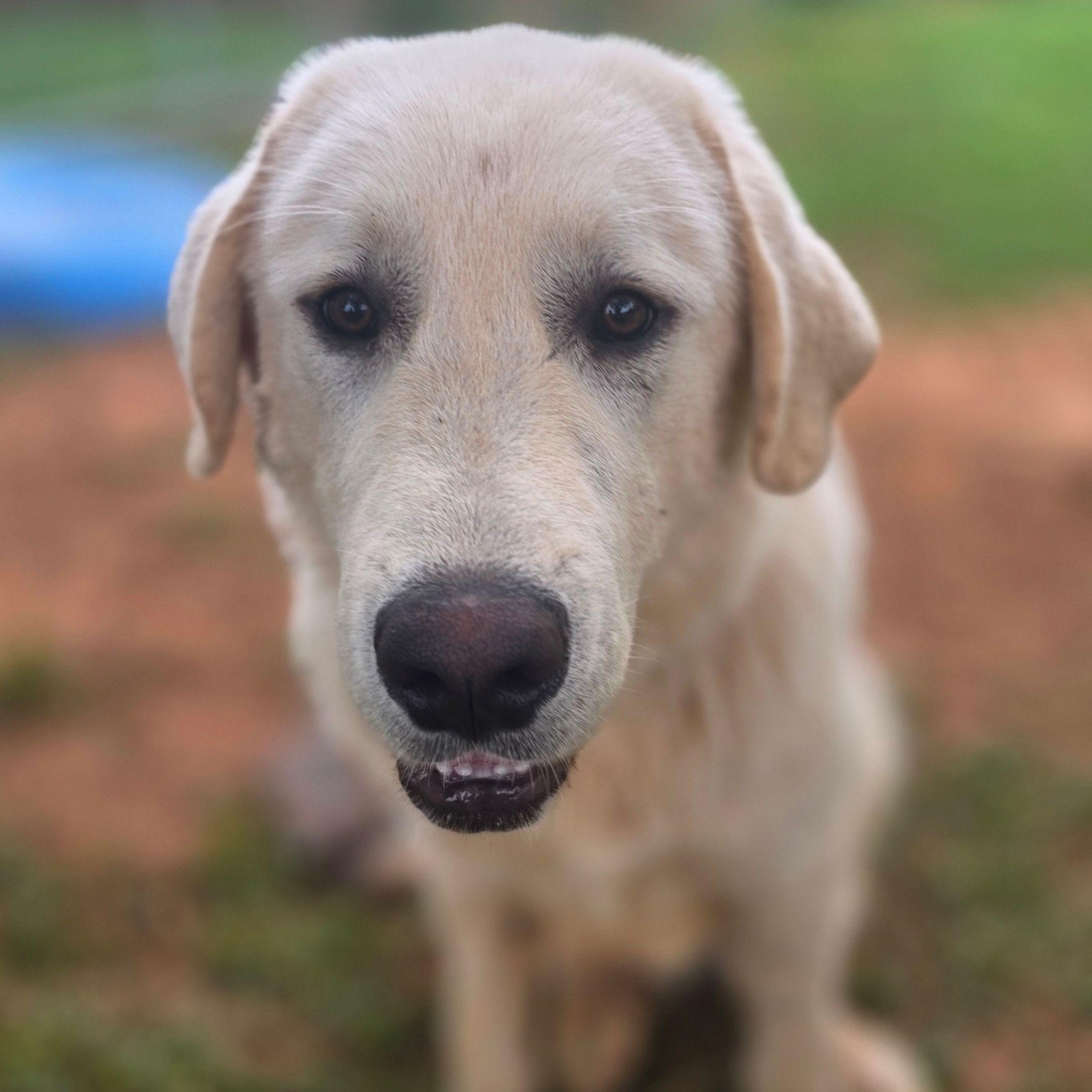 Enlarge Duke L., a ADOPTABLE Great Pyrenees in Atlanta, GA image 5/6