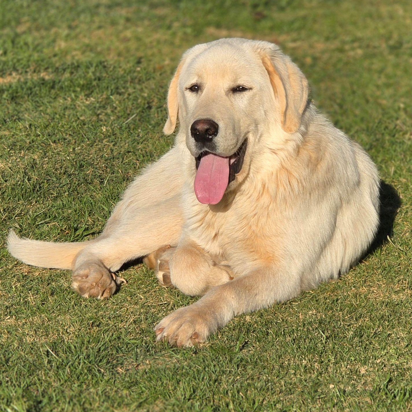 Enlarge Duke L., a ADOPTABLE Great Pyrenees in Atlanta, GA image 4/6