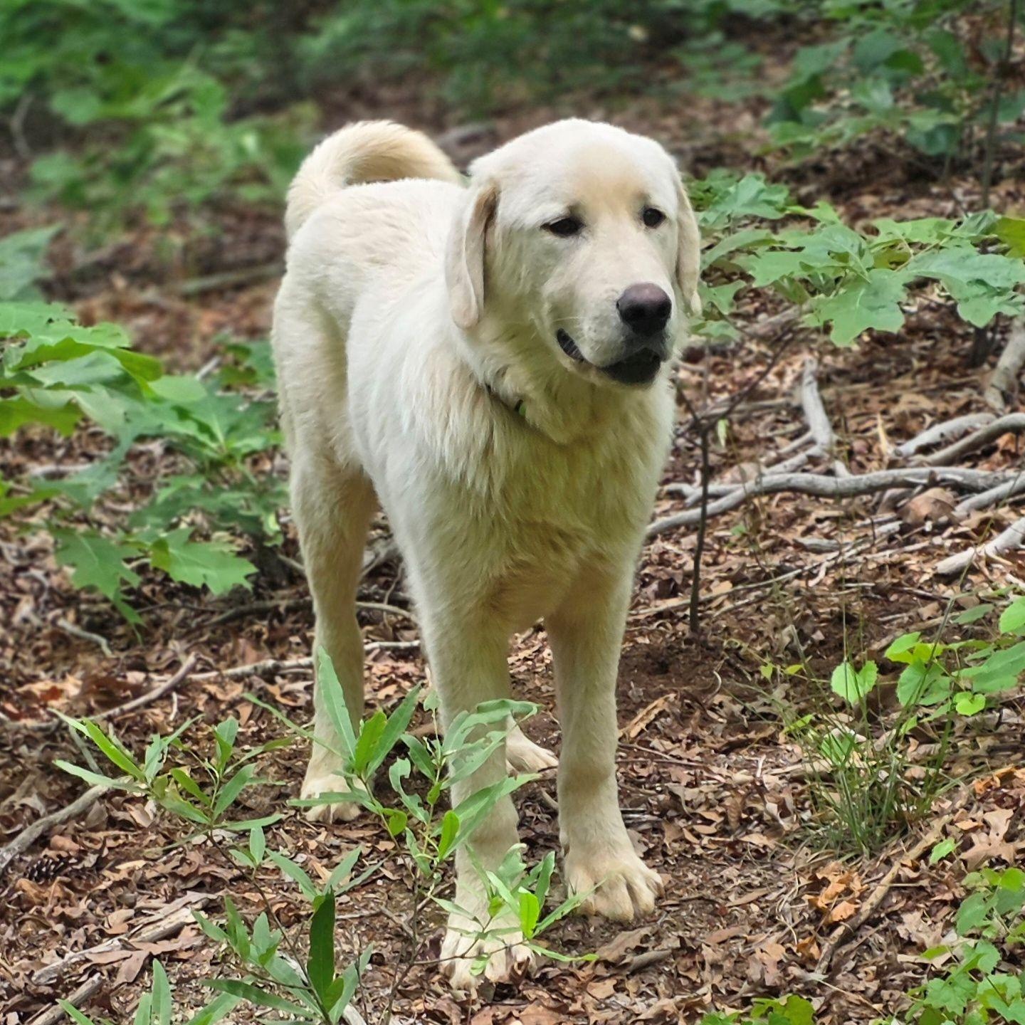 Enlarge Duke L., a ADOPTABLE Great Pyrenees in Atlanta, GA image 3/6