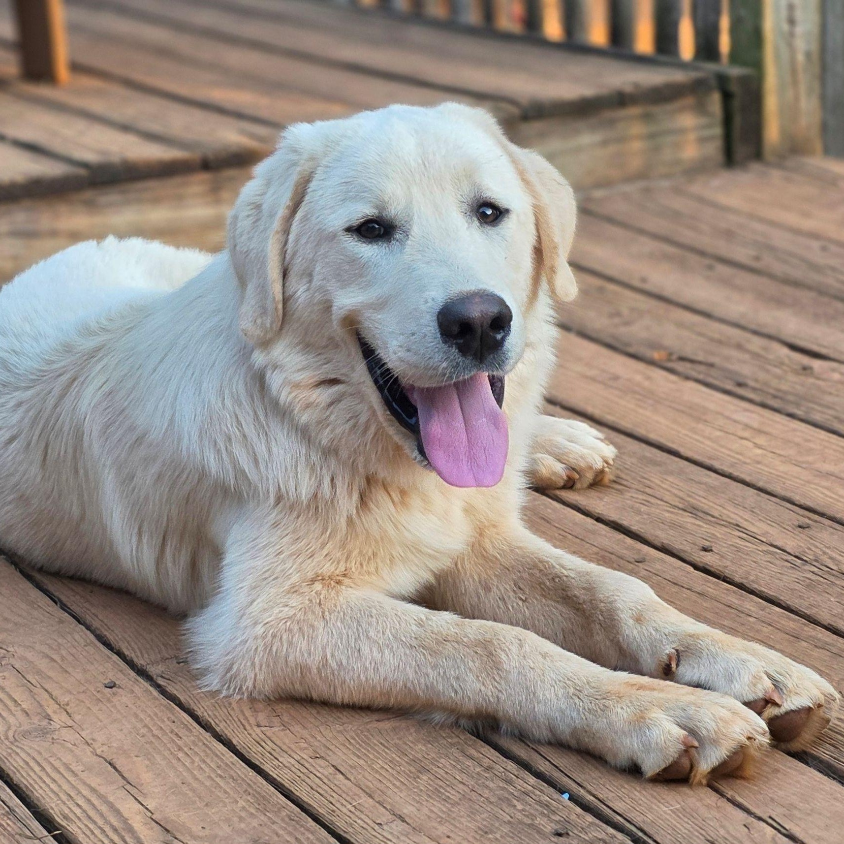 Enlarge Duke L., a ADOPTABLE Great Pyrenees in Atlanta, GA image 2/6