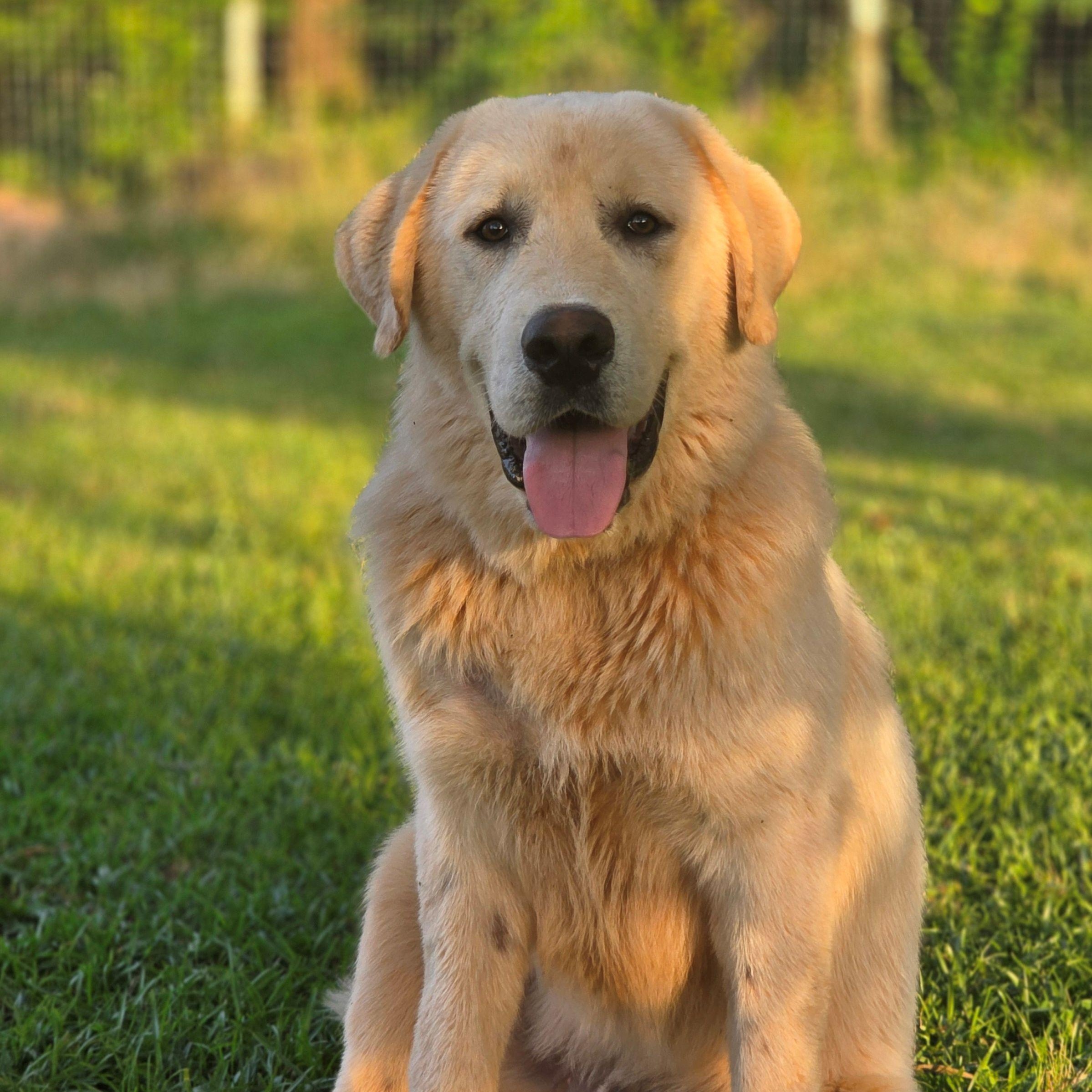 Enlarge Duke L., a ADOPTABLE Great Pyrenees in Atlanta, GA image 6/6