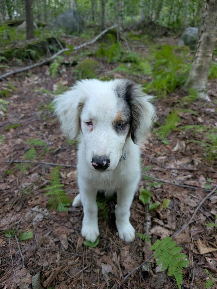Enlarge Sonar #5264, a Adoptable Australian Shepherd in Perkinsville, VT image 1/5