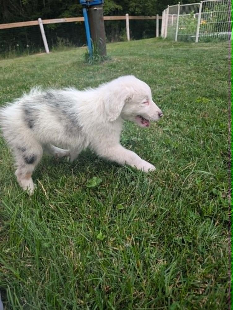Sonar #5264, Adoptable, Puppy Male Australian Shepherd.