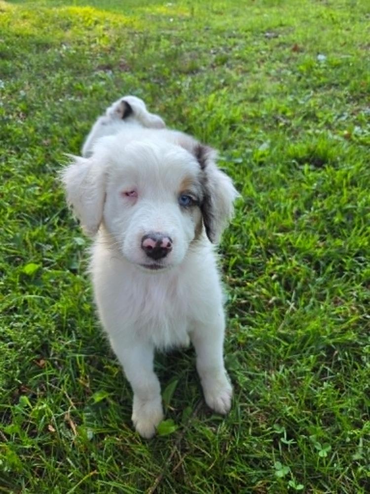 Enlarge Sonar #5264, a Adoptable Australian Shepherd in Perkinsville, VT image 4/5